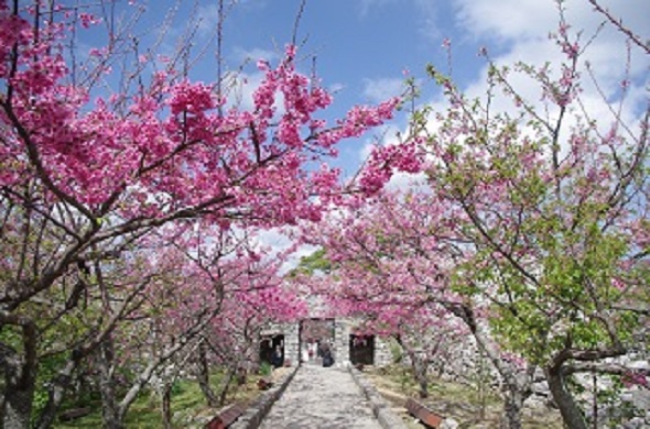 《沖繩好好玩FUN寒假》歡樂沖繩四日～海洋博．海洋塔．玉泉洞．名護城賞櫻【星宇航空】