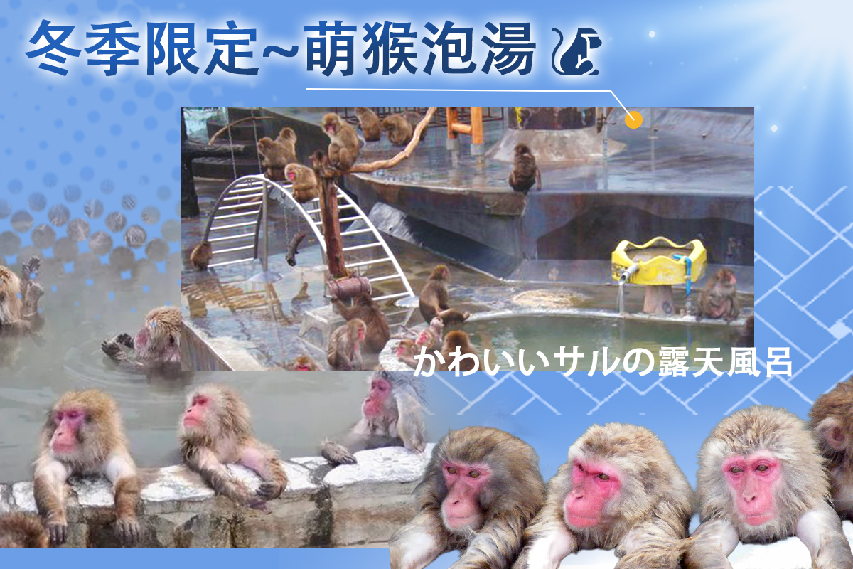 【日本】長榮雪舞紛飛北海道.企鵝漫步.萌猴泡湯.親親草尼馬.熊出沒.鑽石夜景.戲雪.溫泉五日 