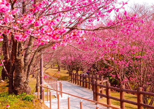 【海島】🌸寒假限定‧FUN遊沖繩PLUS 4日🌸~海洋博‧名護城公園賞櫻‧美國村