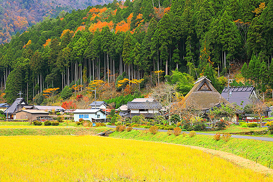 【日本】關西初秋楓賞~海之天橋立‧森之美山町合掌村‧伊根舟屋‧茶之平等院‧楓紅姬路城五日